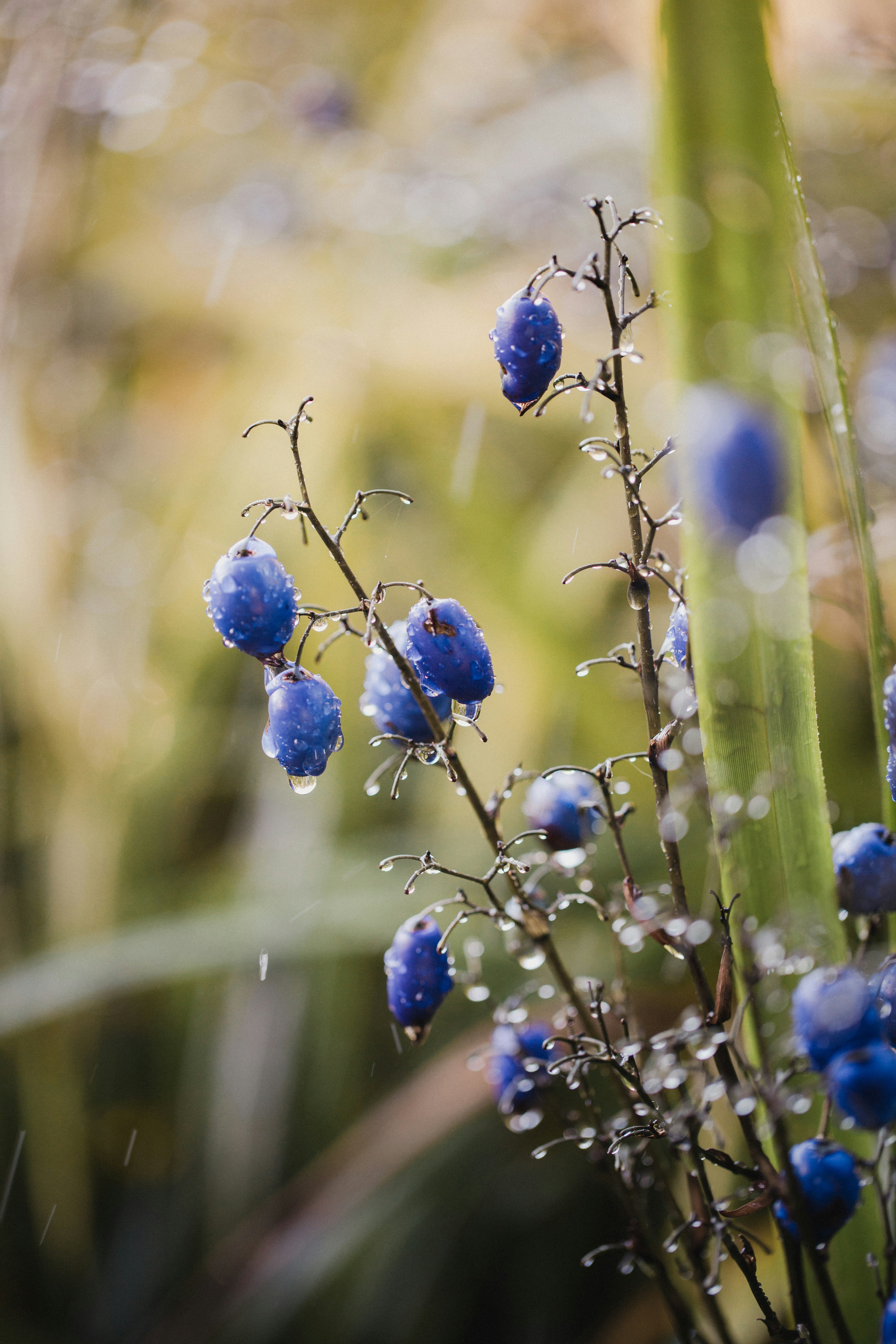 blue round fruits on green plant